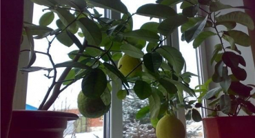 Jak vypěstovat strom pomelo z kamene a pečovat doma